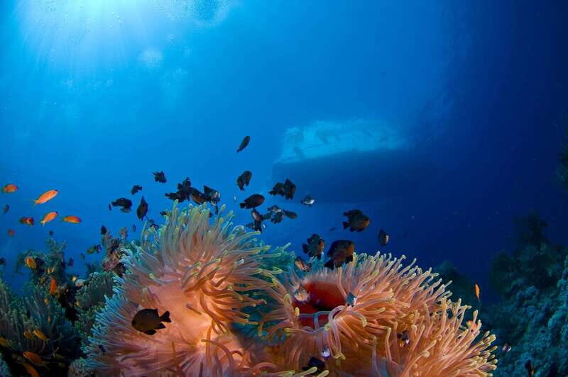 Playa del Carmen: Dive into our Local Reefs Today! - Final Thoughts