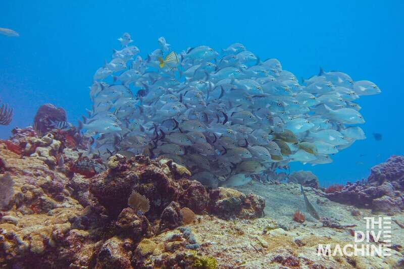 Playa del Carmen: Fun Dive Experience for Certified Divers - Who Should Consider This Tour?