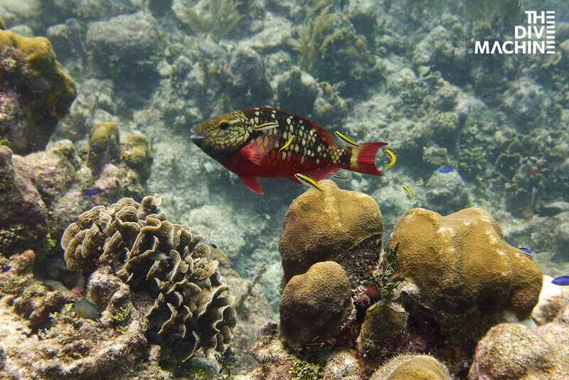 Playa del Carmen: Fun Dive Experience for Certified Divers - Final Thoughts