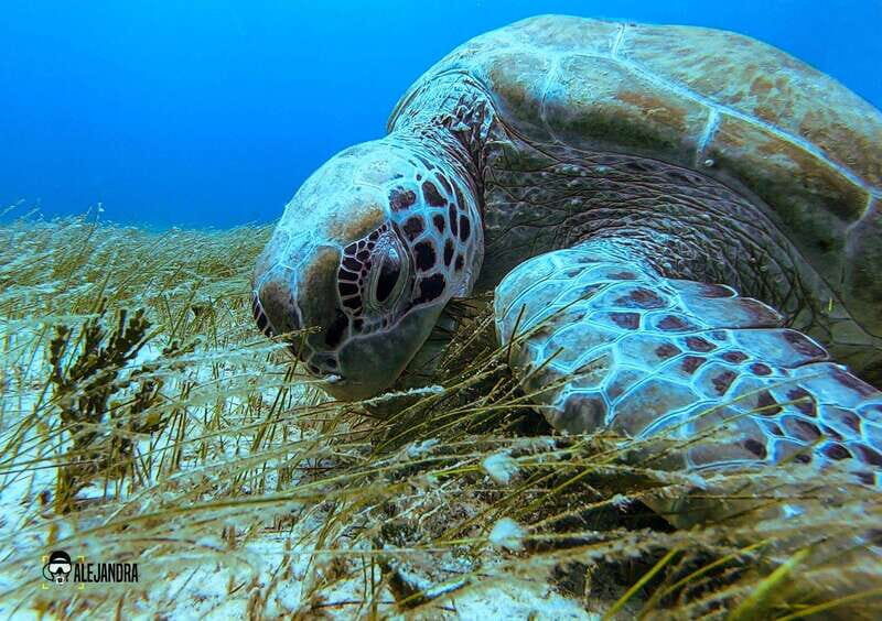 Playa del Carmen: Fun Dive Experience for Certified Divers - FAQ