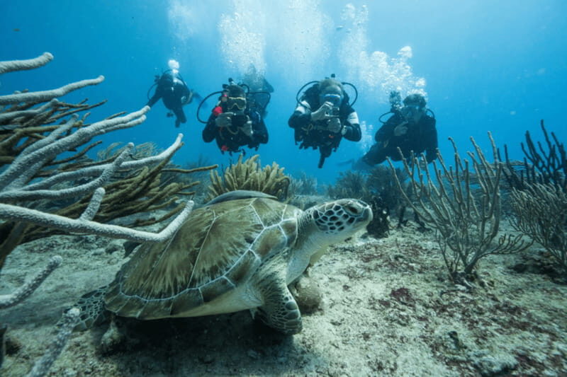 Playa del Carmen: Guided Reef Diving for Certified Divers - Playa del Carmen: Guided Reef Diving for Certified Divers