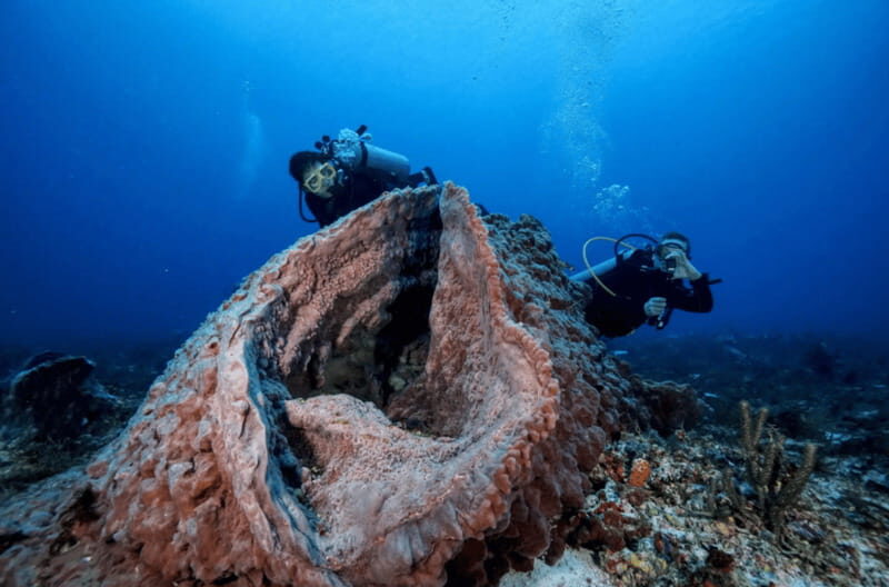 Playa del Carmen: Guided Reef Diving for Certified Divers - Key Points