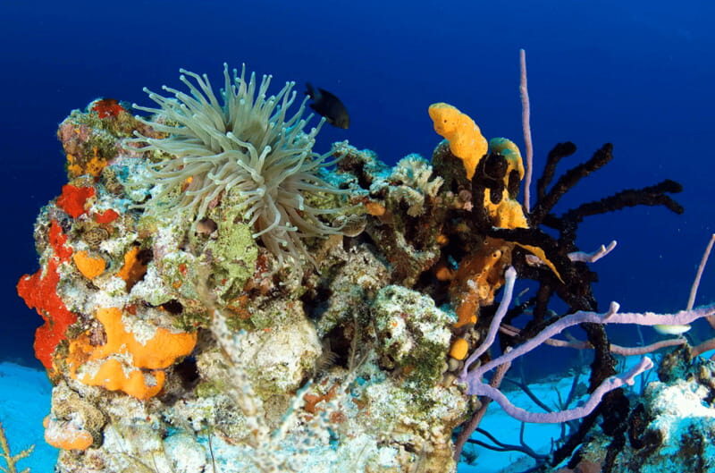 Playa del Carmen: Guided Reef Diving for Certified Divers - Who Will Love This Tour?