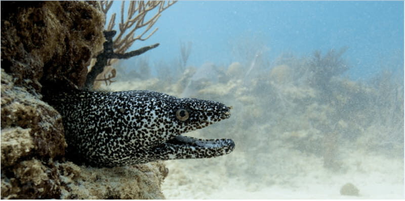 Playa del Carmen: Ocean Dive Tour - An Overview of the Playa del Carmen Ocean Dive Tour