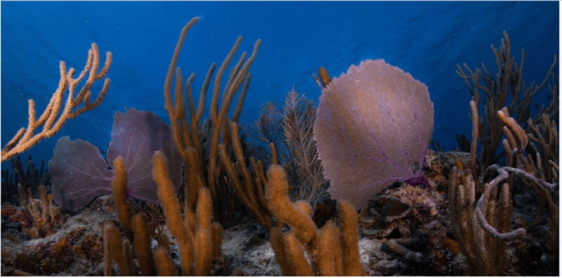 Playa del Carmen: Ocean Dive Tour - Why This Tour Works Well