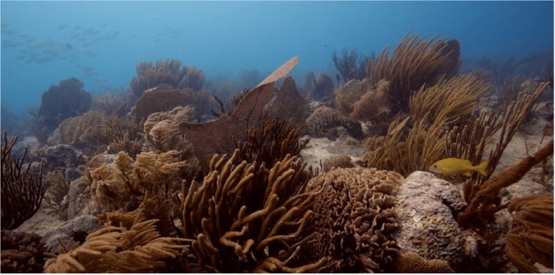 Playa del Carmen: Ocean Dive Tour - Who Should Consider This Tour?