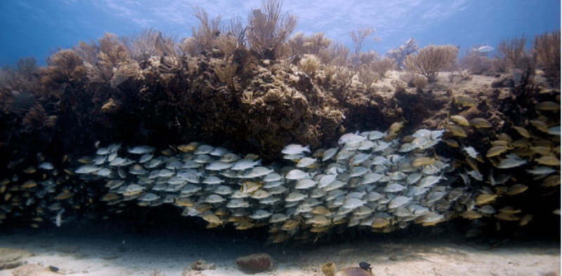 Playa del Carmen: Open Water Diver Course - Key Points