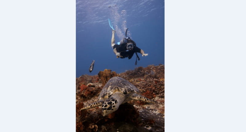Playa del Carmen: Open Water Diver Course - Who Is This Course Best For?