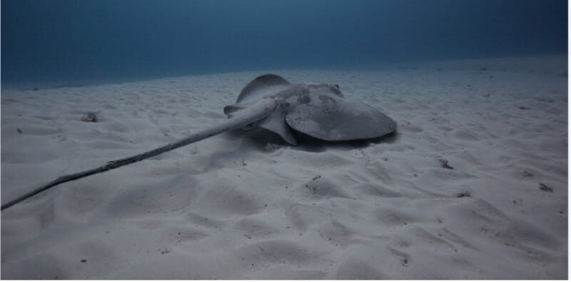 Playa del Carmen: Open Water Diver Course - FAQ