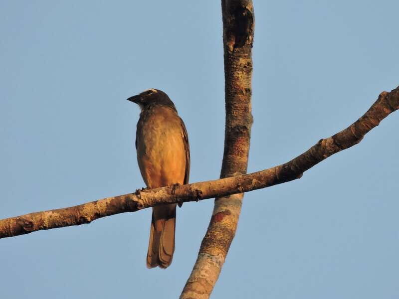 Playa del Carmen: Private Morning Birdwatching Tour - What the Reviews Tell Us