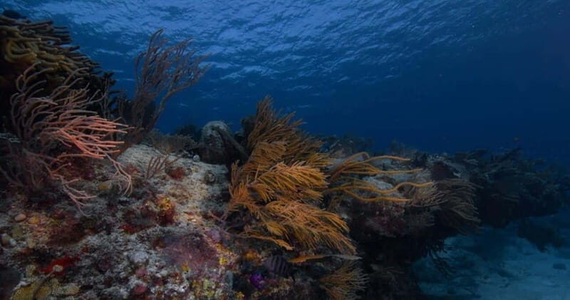 Playa del Carmen: Refresher Dive - What to Expect from the Playa del Carmen Refresher Dive