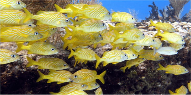 Playa del Carmen: Snorkel Tour at Local Reef - The Sum Up