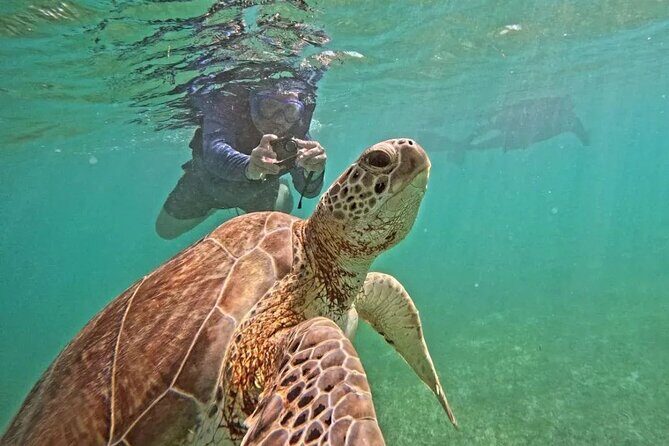 Playa del Carmen Tour Akumal Swimming With Turtles And Lagoon Yal Ku - What to Expect from the Tour