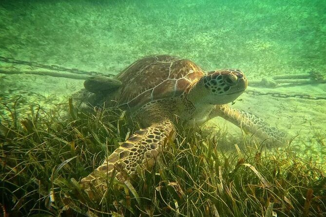Playa del Carmen Tour Akumal Swimming With Turtles And Lagoon Yal Ku - Frequently Asked Questions