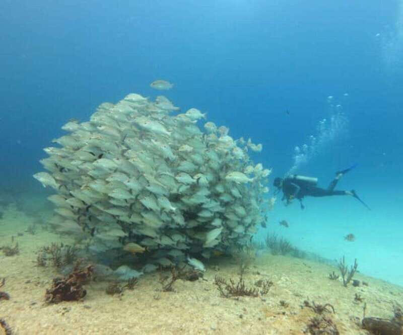 Playa del Carmen: Two Reefs Dives for Certified Divers - Introduction