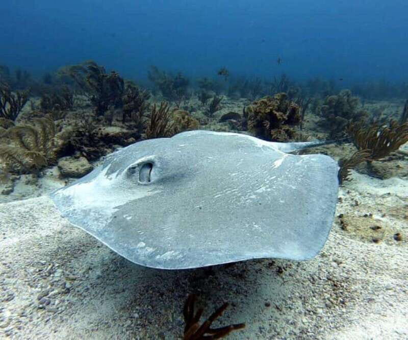 Playa del Carmen: Two Reefs Dives for Certified Divers - The Dive Experience and Reviews