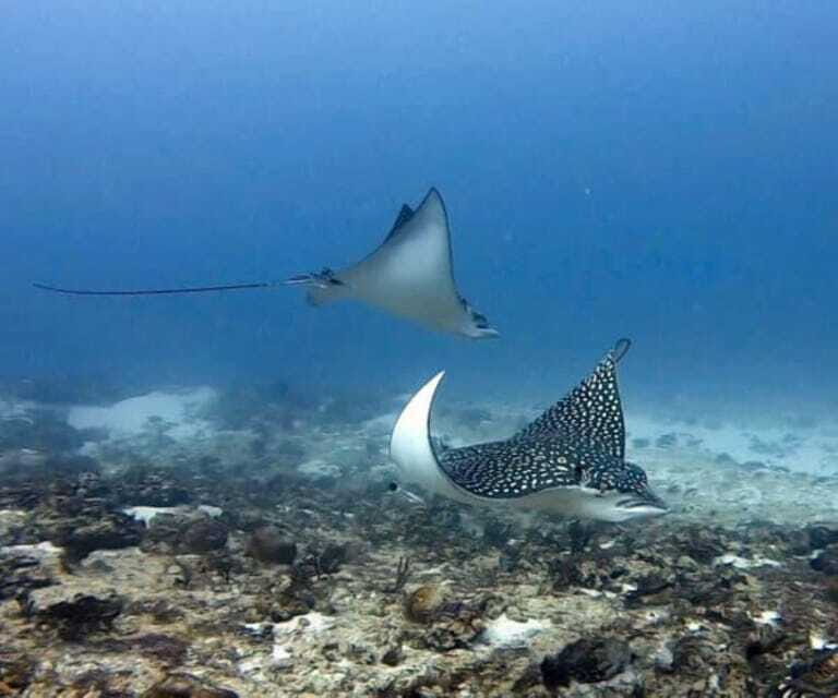 Playa del Carmen: Two Reefs Dives for Certified Divers - The Sum Up