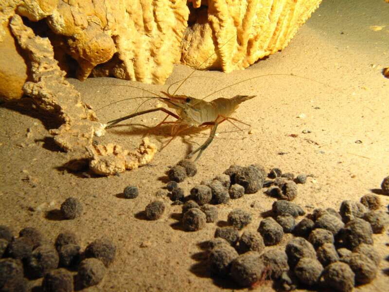 Playa del Carmen: Unforgettable Dive @ Cenote Chikin Ha - Final Thoughts: Is This Tour Right for You?