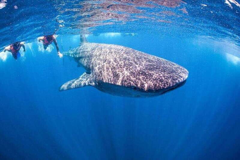 Playa del Carmen:Whale shark Experience in the Caribbean Sea - Key Points: