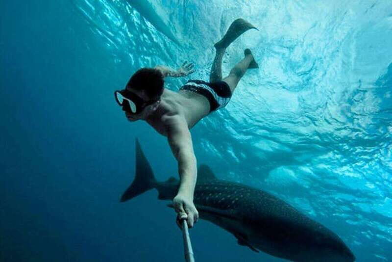 Playa del Carmen:Whale shark Experience in the Caribbean Sea - What You Can Expect from This Whale Shark Tour