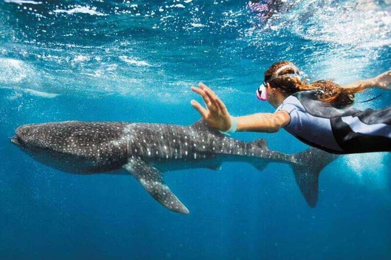 Playa del Carmen:Whale shark Experience in the Caribbean Sea - Who Should Consider This Tour?