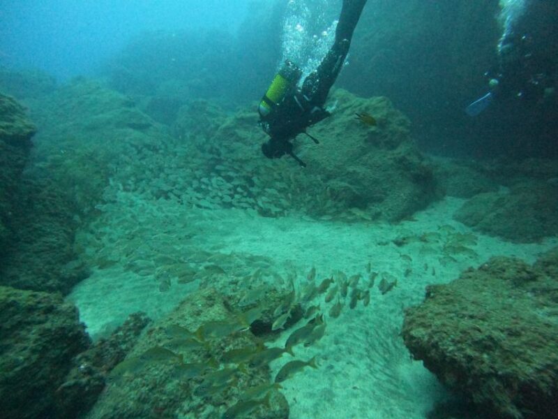 Playa Del Ingles: Discover Scuba Diving - Free Transfers - What’s This Tour All About?