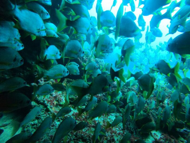 Playa Del Ingles: Discover Scuba Diving - Free Transfers - Equipment and Inclusions