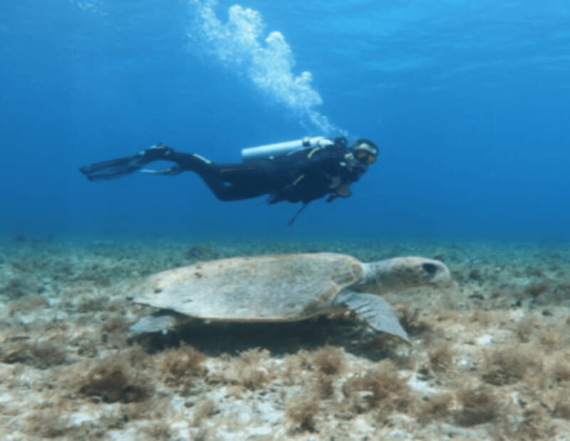 Playa: Diving Local Reef - Why This Tour Might Be a Good Fit