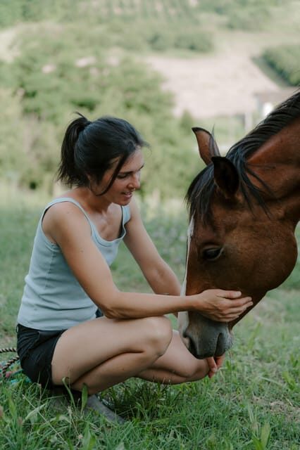Playful Activities with Animals - Key Points