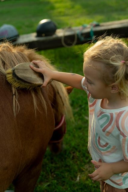 Playful Activities with Animals - Exploring the Playful Activities with Animals in Piedmont