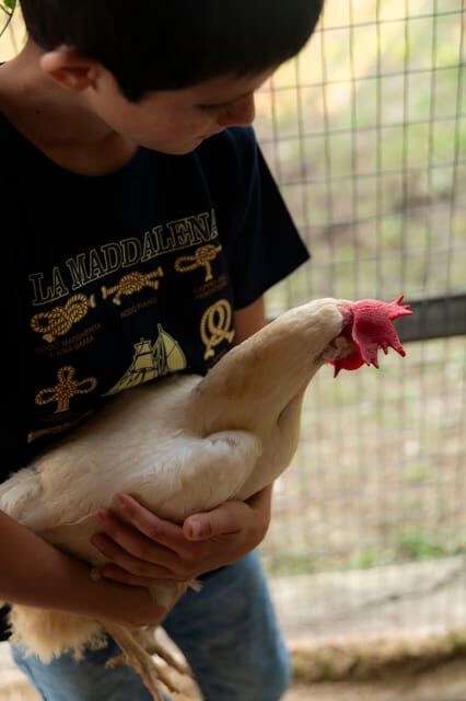 Playful Activities with Animals - Final Thoughts