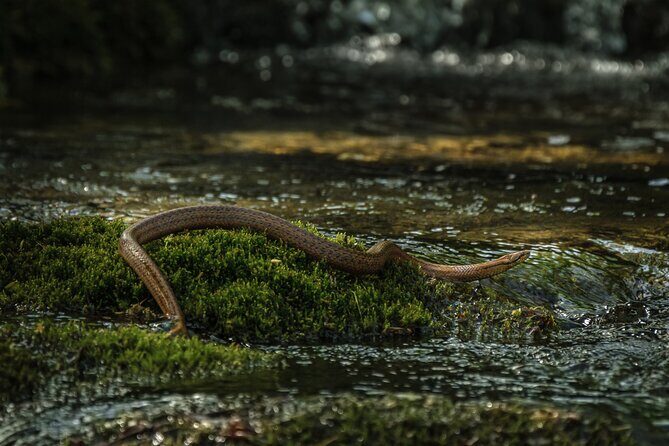 Plitvice Lakes guided tour - The Experience of Guides and Reviews