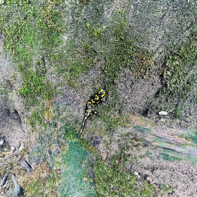 Plitvice Lakes National Park: Walking, Boat, and Train Tour - Who Should Consider This Tour?