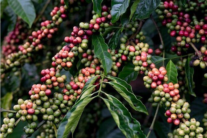 Pluma Hidalgo Coffee Experience - FAQ