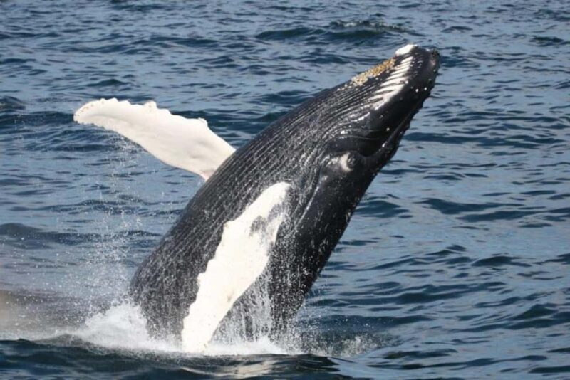 Plymouth: Whale Watching Cruise - What to Expect on the Plymouth Whale Watching Cruise