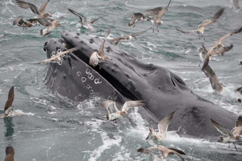 Plymouth: Whale Watching Cruise - What’s Included and What’s Not