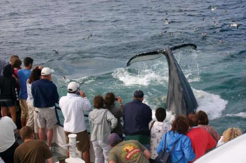Plymouth: Whale Watching Cruise - Final Thoughts — Who Should Consider This Tour?