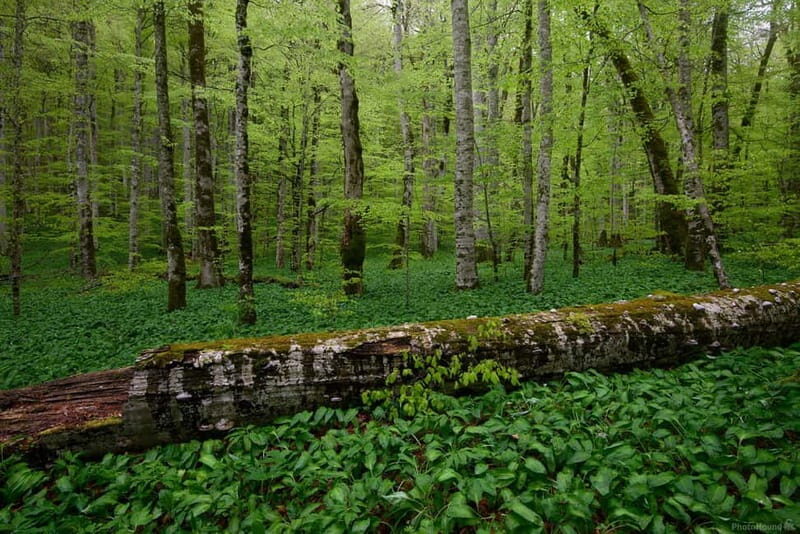 Podgorica: Biogradska Gora, Moraca and Kolasin Day Tour - Exploring Montenegro’s Natural Beauty: Podgorica’s Biogradska Gora, Moraca, and Kolasin Day Tour