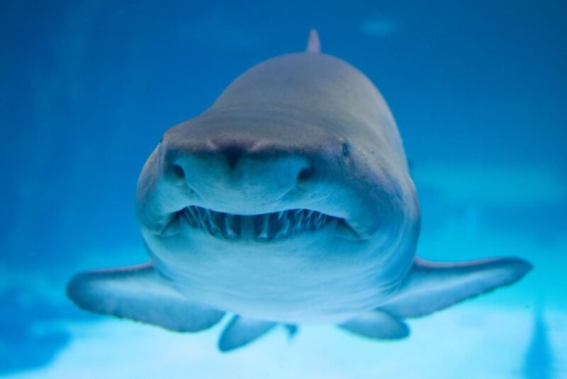 Poema del Mar Skip-the-Line Ticket - Frequently Asked Questions