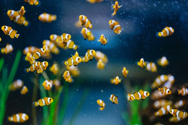 Poema del Mar Skip-the-Line Ticket - La Jungla: the luminous thermal-jungle theme (and why it works)