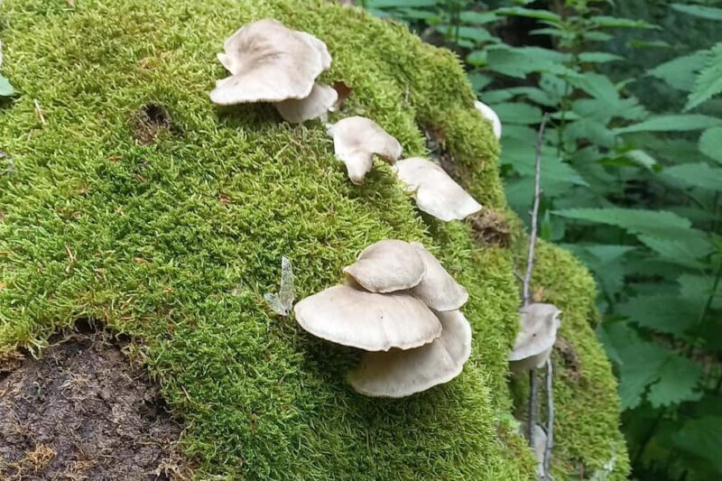 Poiana Braov: Wild Mushrooms & Secrets of the Forest - Exploring the Forest of Poiana Braov