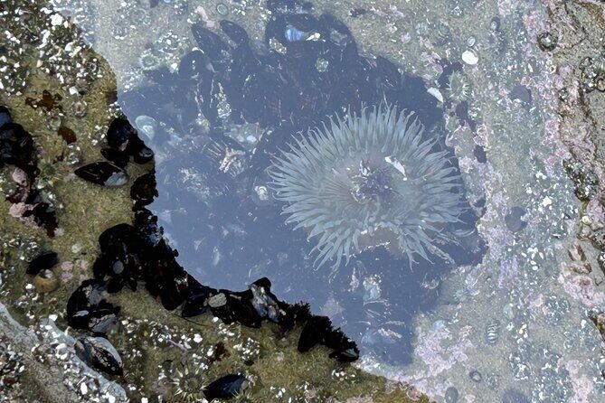 Point Loma Tide Pool Tour - The Itinerary in Detail