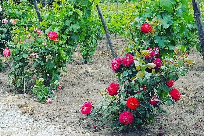 Pompei Archeological site and Wine tasting Experience - FAQ