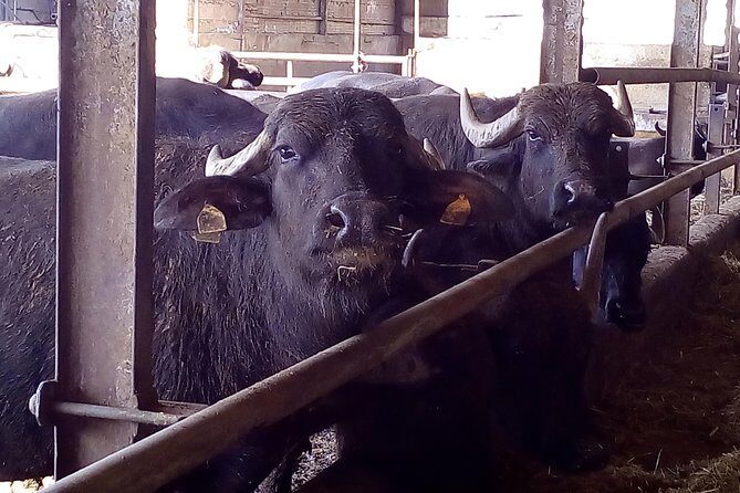 Pompeii and Herculaneum Skip-The-Line with Lunch and Wine Tasting from Rome - A Deep Dive into the Experience