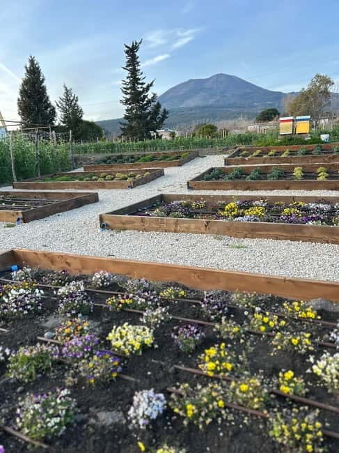 Pompeii: Dinner in a Farm To Table property on Mt. Vesuvius - Key Points