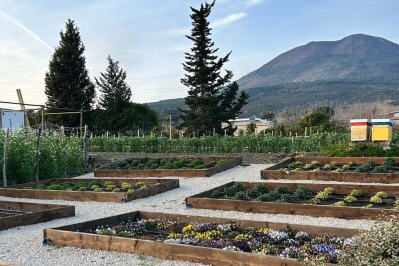 Pompeii: Dinner in a Farm To Table property on Mt. Vesuvius - The Experience in Detail