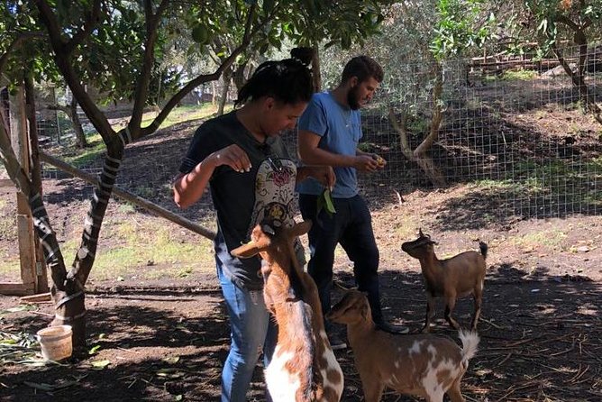 Pompeii Guided Tour & Horse Riding on Vesuvius with Lunch - Horseback riding on Vesuvius slopes: training, safety, and limits