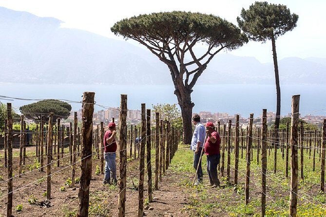 Pompeii Ruins & Wine Tasting with Lunch on Vesuvius with Private Transfer - Who Should Consider This Tour?