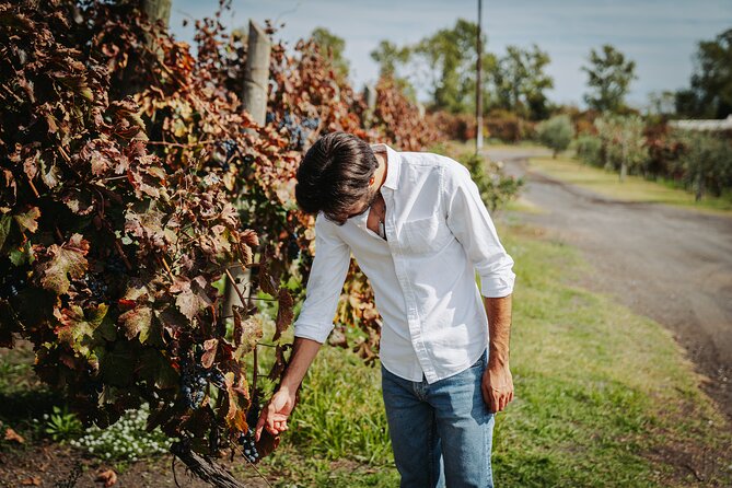 Pompeii Tour & Lunch with Wine Tasting Experience - Wine Tasting on Mt. Vesuvius: What Makes It Special