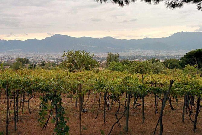 Pompeii & Vesuvius with Lunch & Wine Tasting from Positano - The Ideal Traveler for This Experience